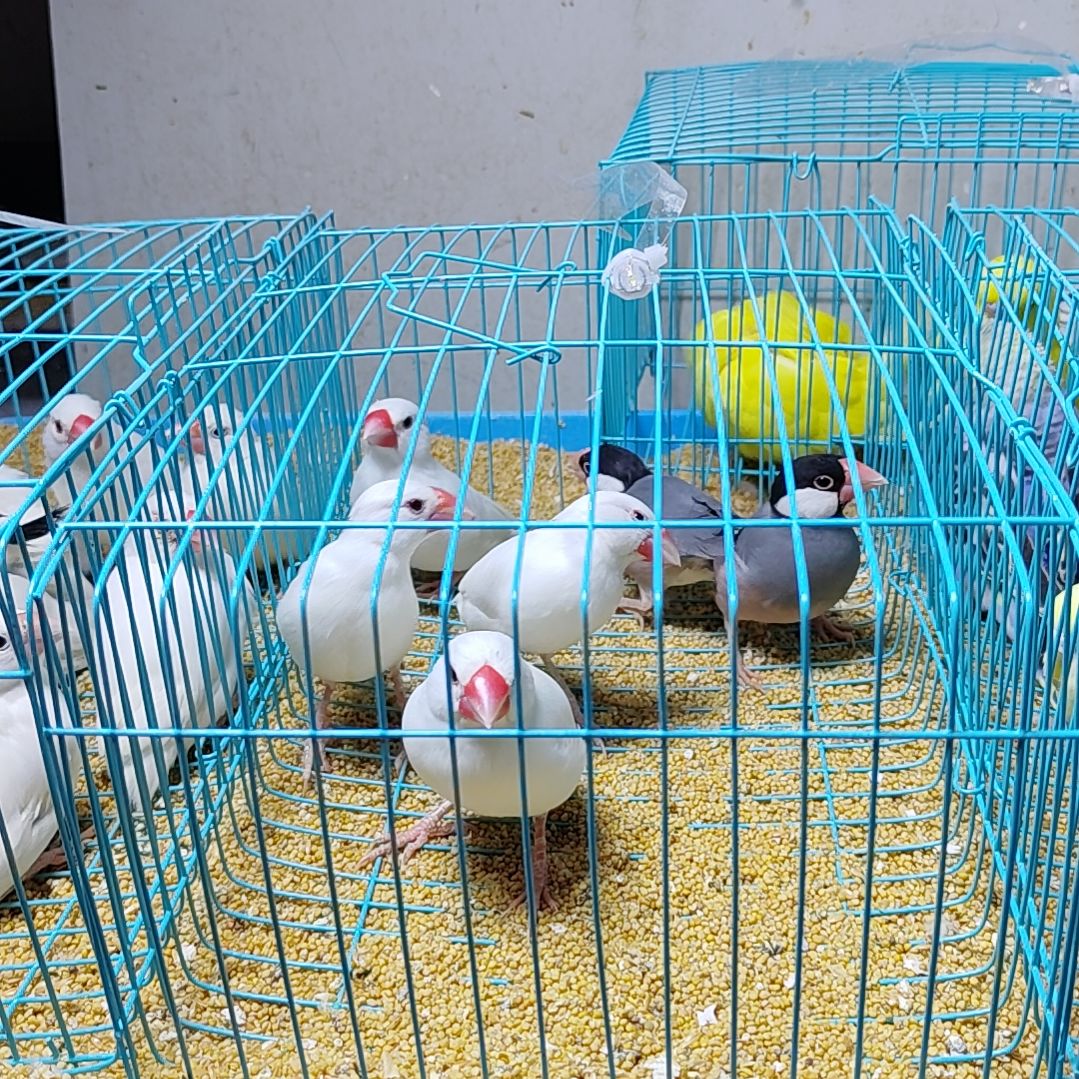 余***你文鸟特价文鸟断尾少毛爪子有瑕疵六只