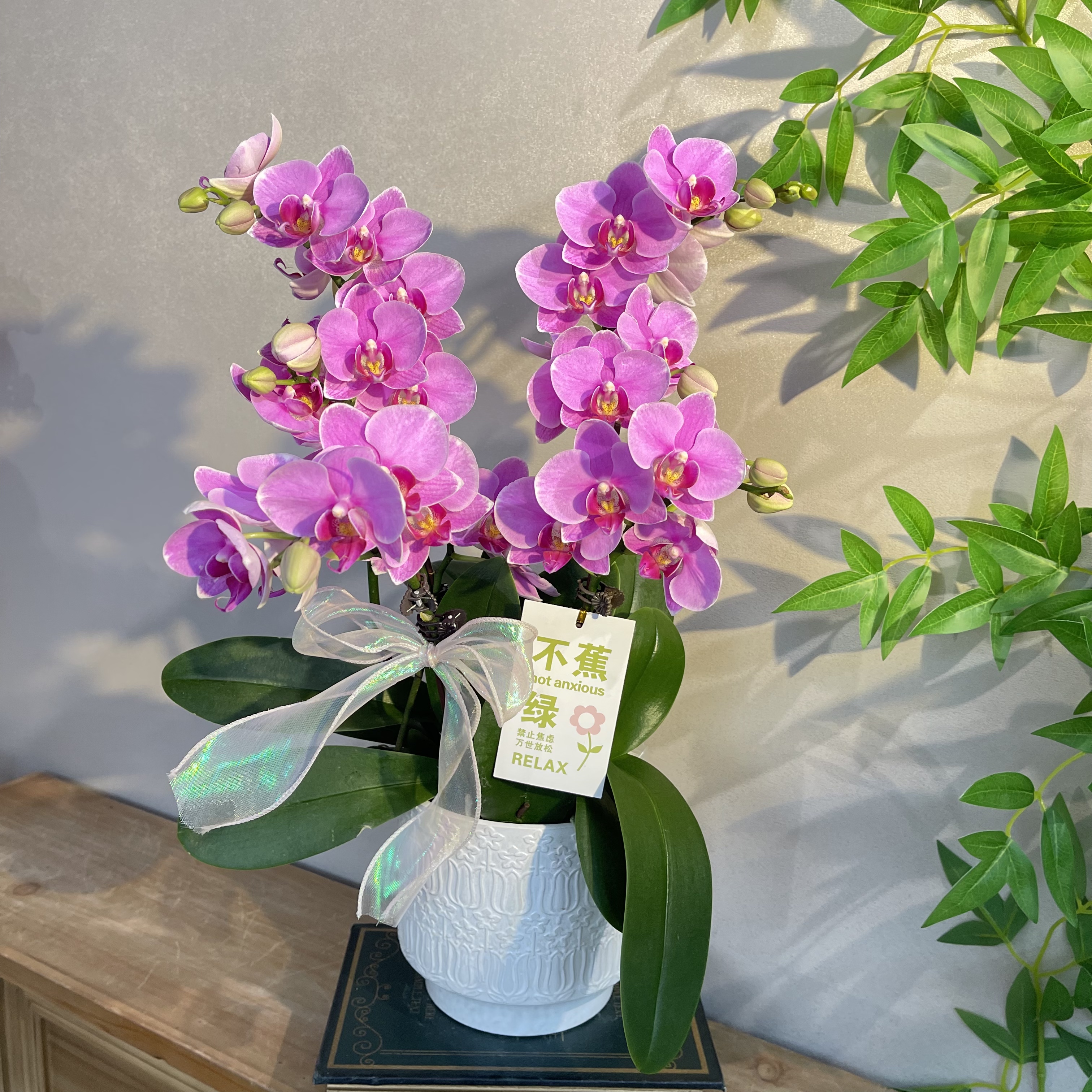 蝴蝶兰《紫蝶》淡紫色纯色花花 苗情好花期长好养  基地直发