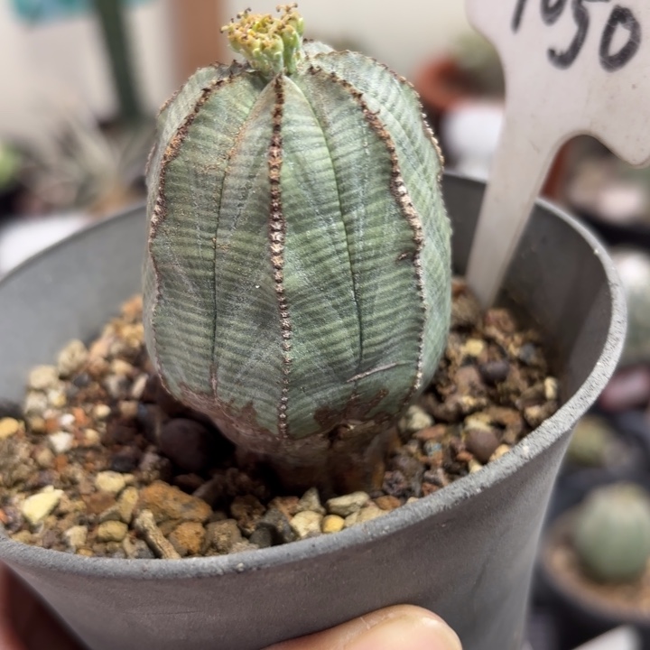 1050布纹球好养皮实