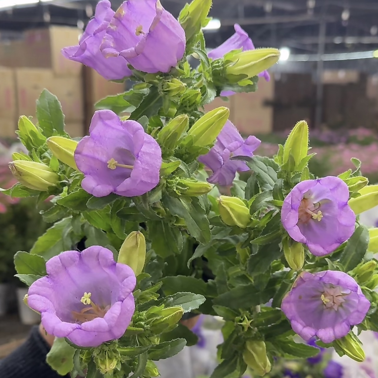 粉紫色酒杯风铃花盆栽长势旺盛爆花机器室内室外新手易养护