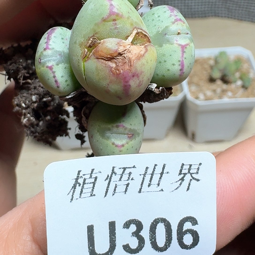 306盒多肉植物f f