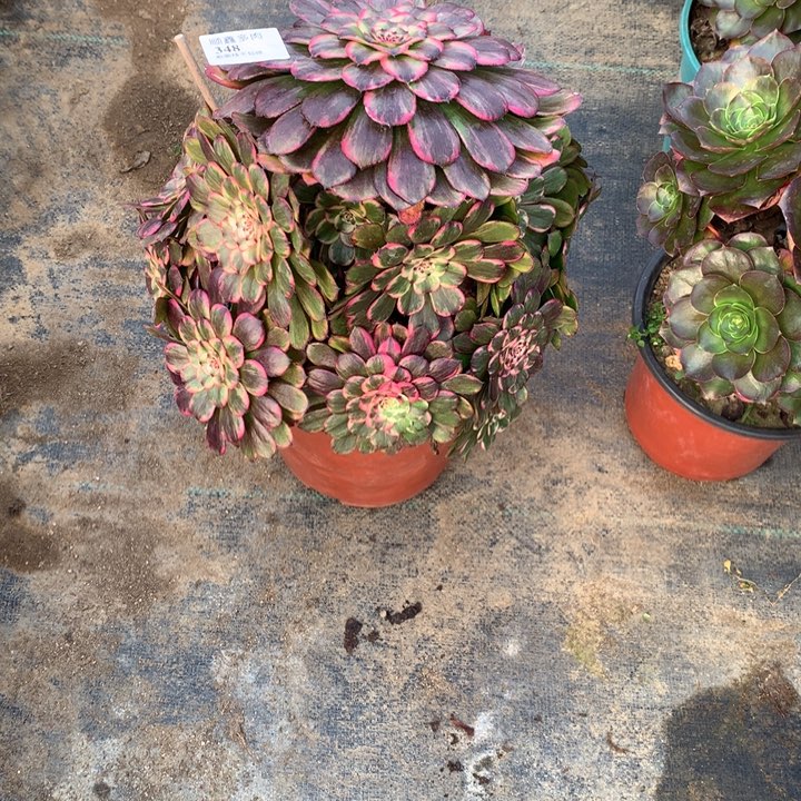 348水墨画变异多肉植物特价