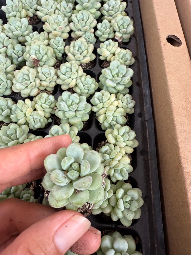 荷兰豆穴苗十颗一组