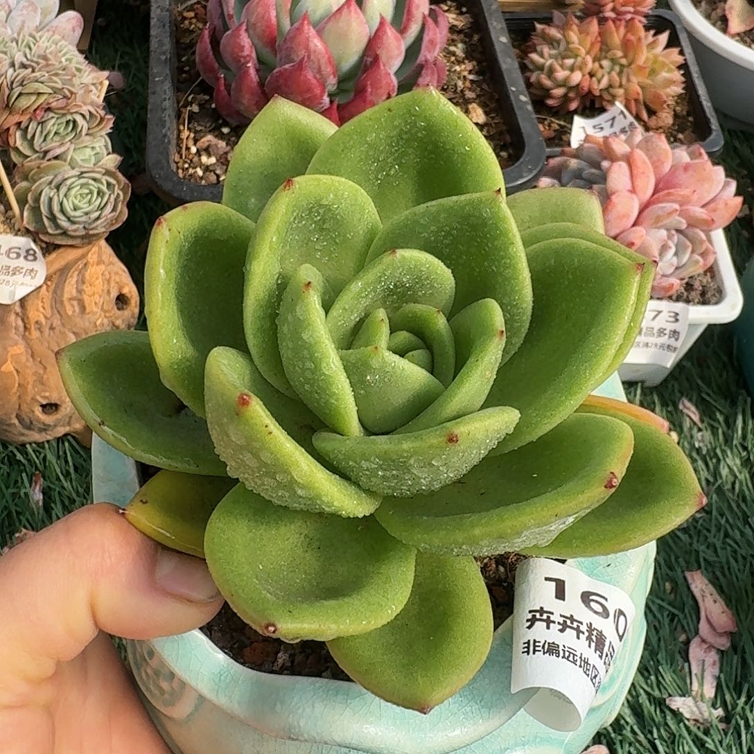 1607一物一拍（满28包邮）