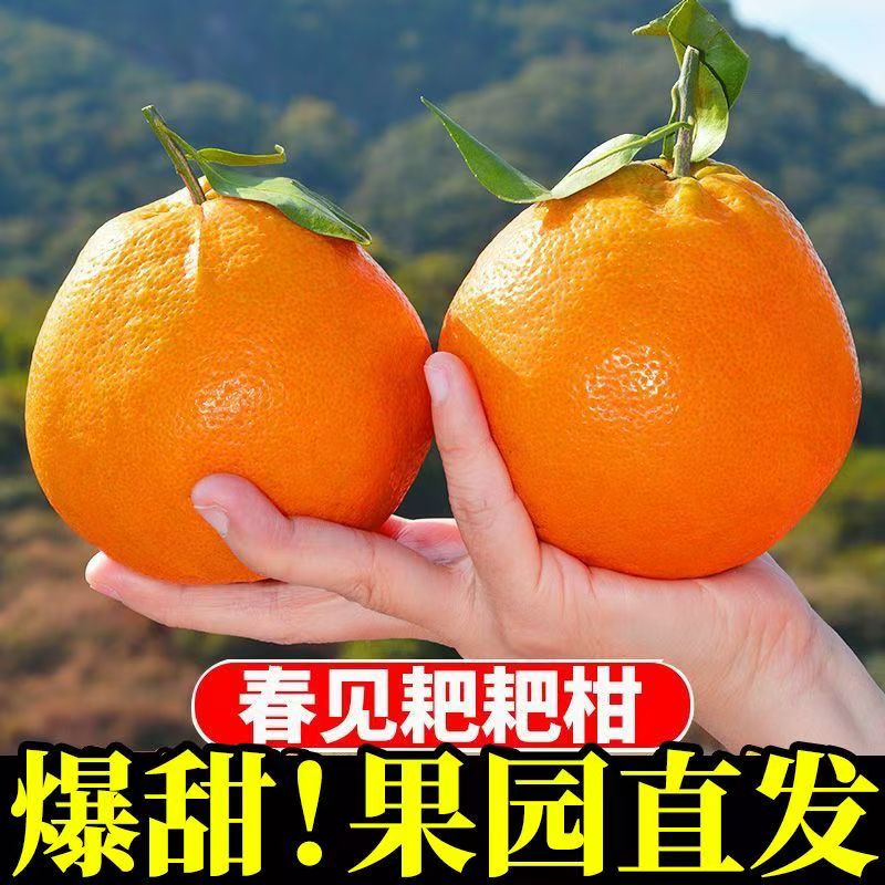 正宗四川春见耙耙柑一口爆汁皮薄肉多清甜多汁新鲜采摘5/8斤包邮
