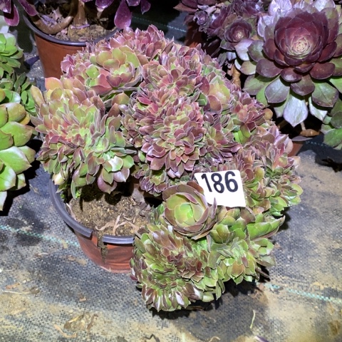 玫瑰缀多肉植物法师不包损