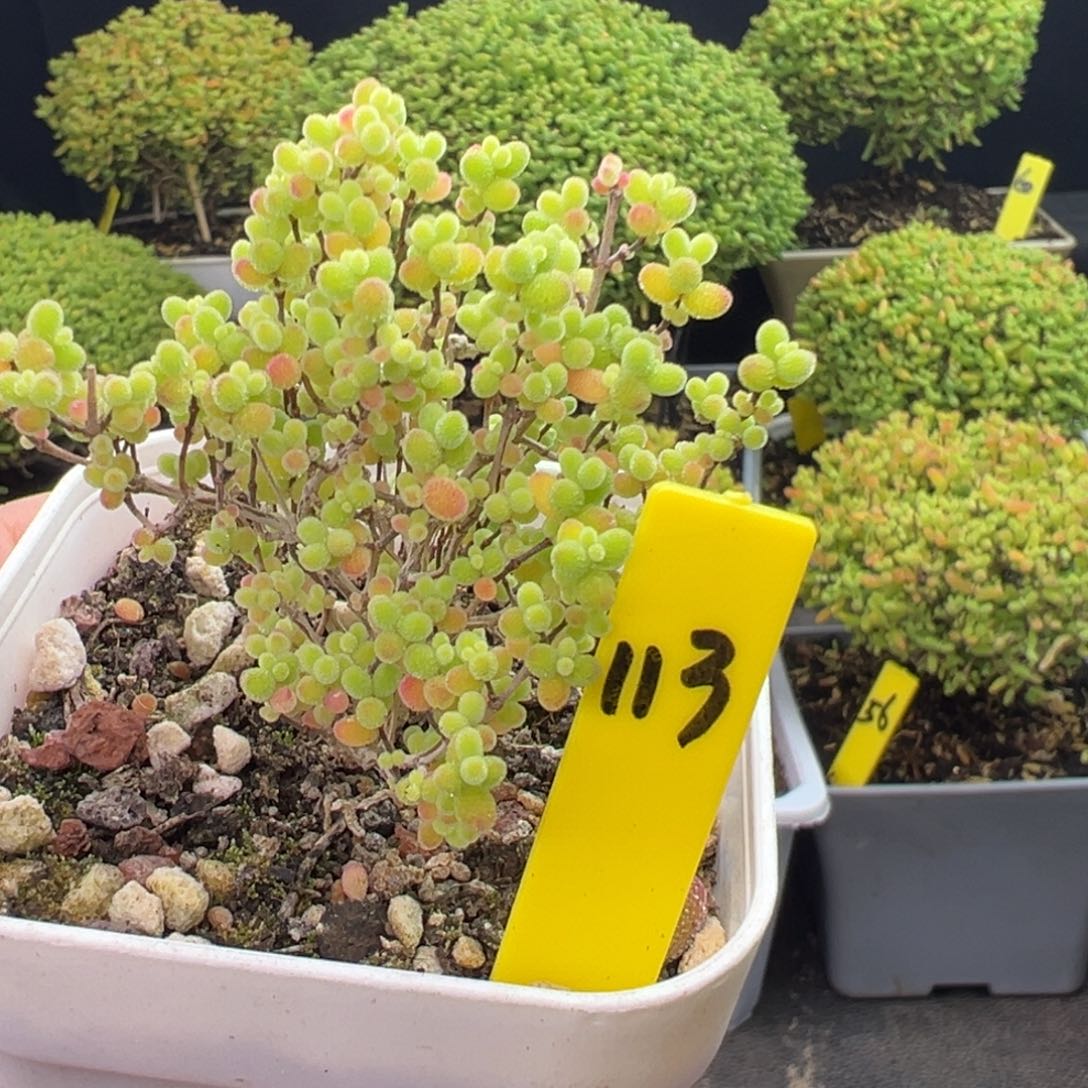 蜜橘枝干113号5.5cm盆