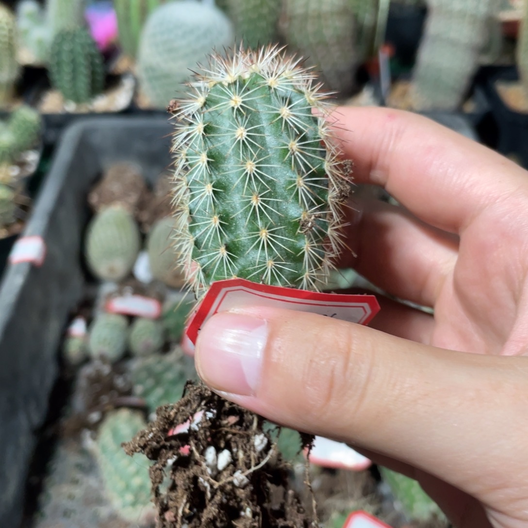 橘黄御旗正红御旗377