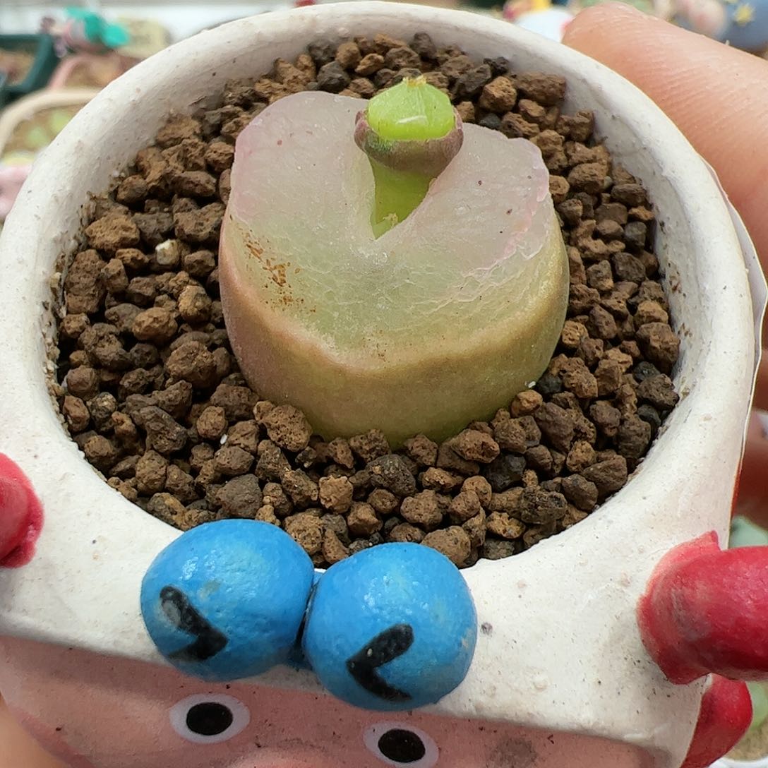 【闪购商品】364 脱土