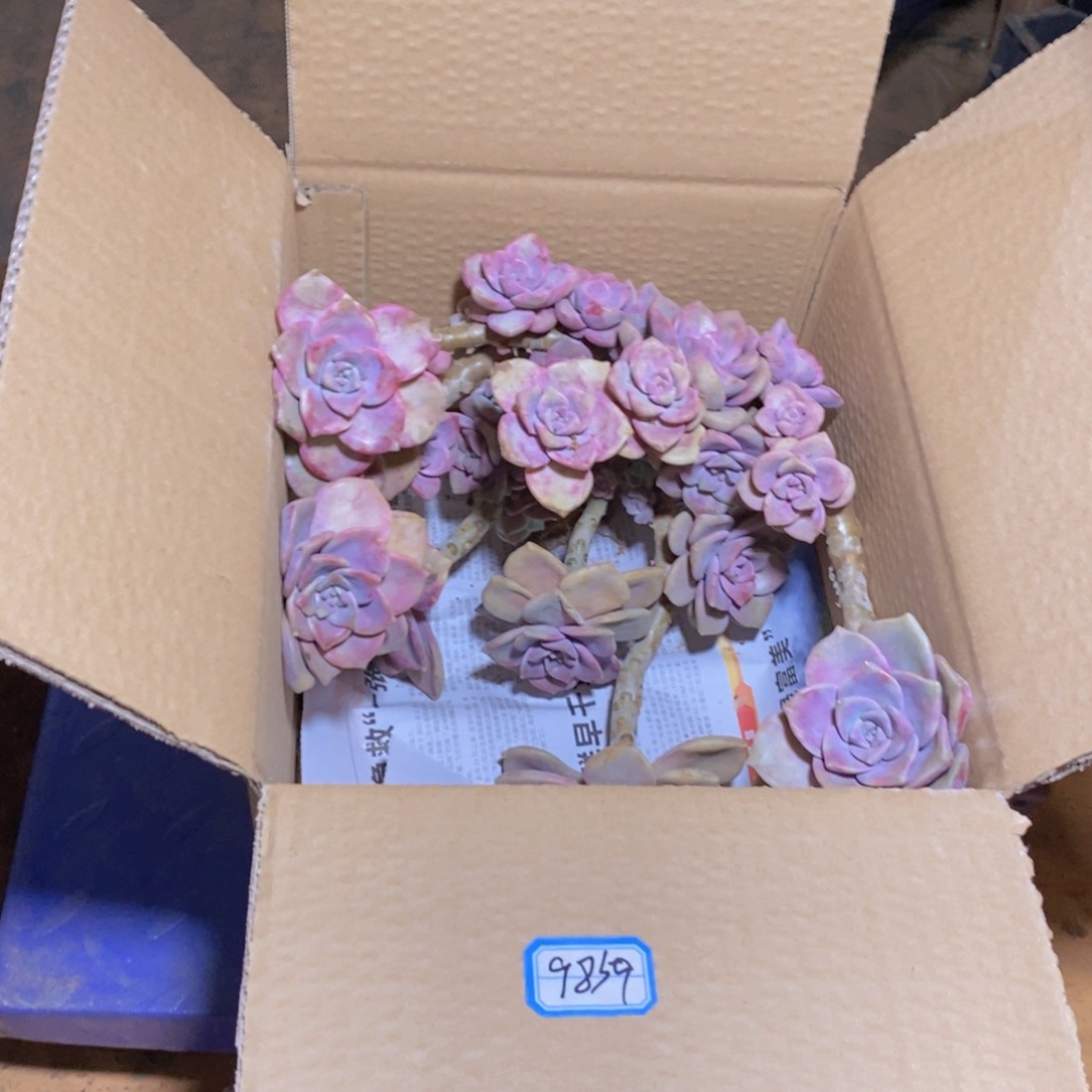 涪****）地栽紫乐断枝装箱小号箱（不包损）