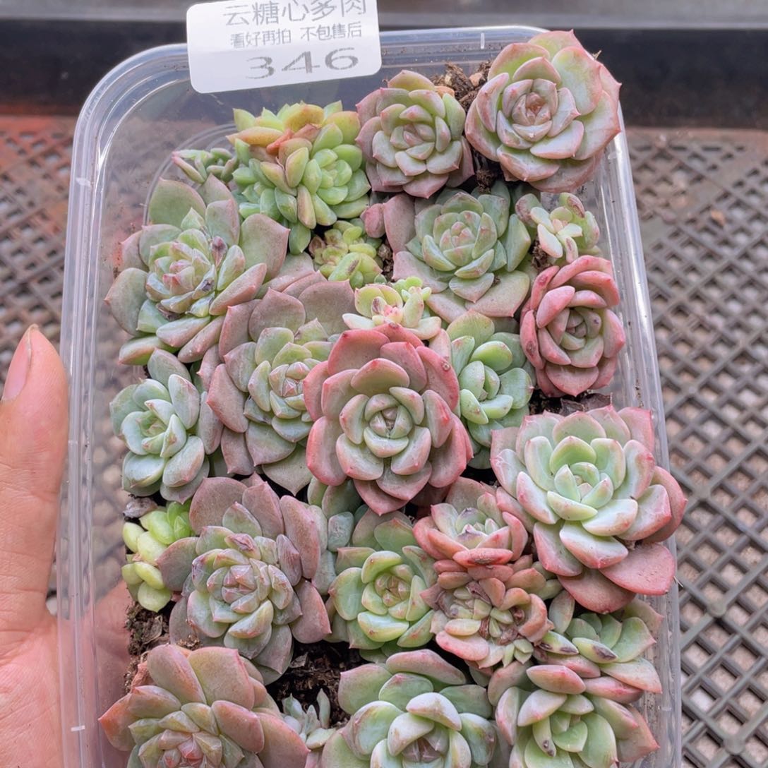 云糖心多肉植物346