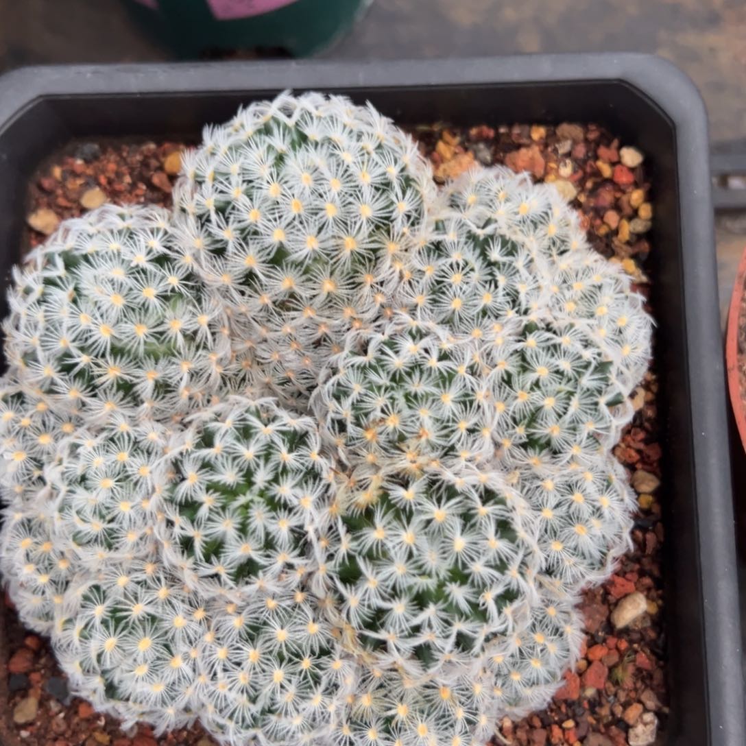 杜威丸随机一颗。   