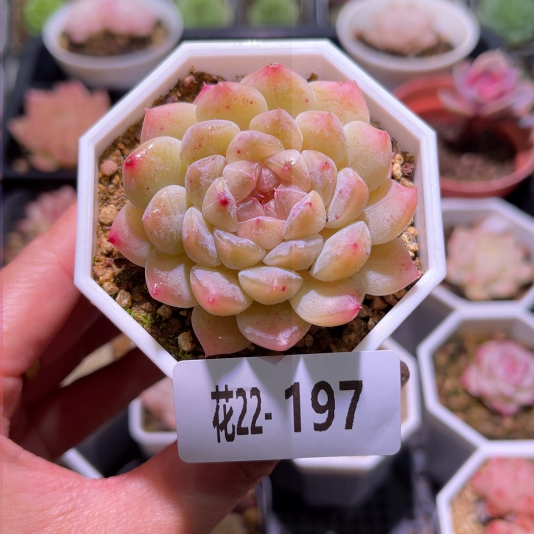 花利美22-197秘境冰魄