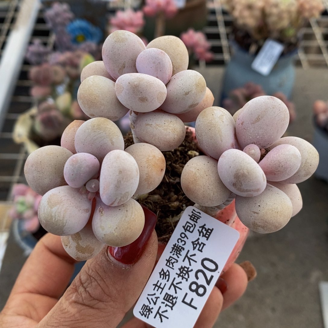 糖果桃蛋820/8c m