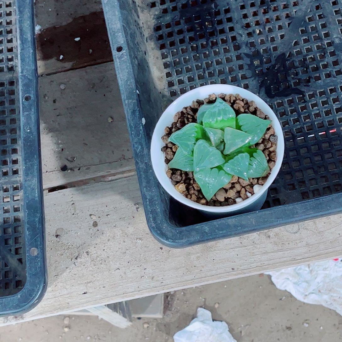 魅玉露玉露一勿一拍