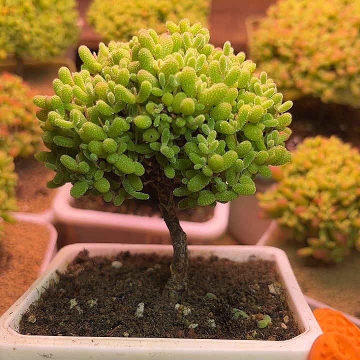 无花朵633蜜桔糖球