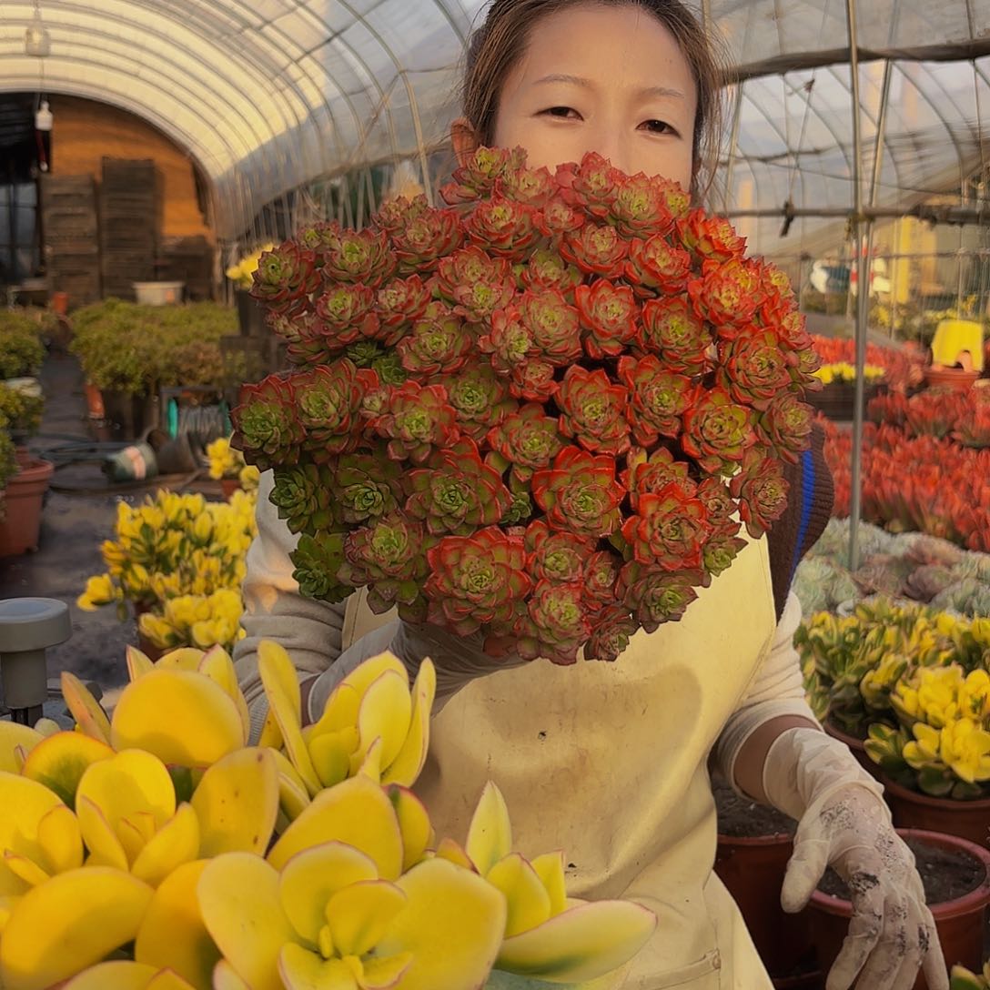 火焰蒂亚多肉植物