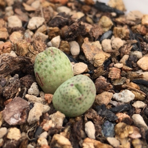 多肉肉锥 草莓斑马