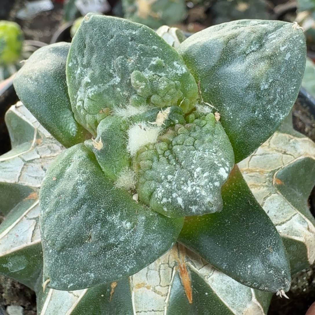 【闪购商品】满叶怒村主怒涛