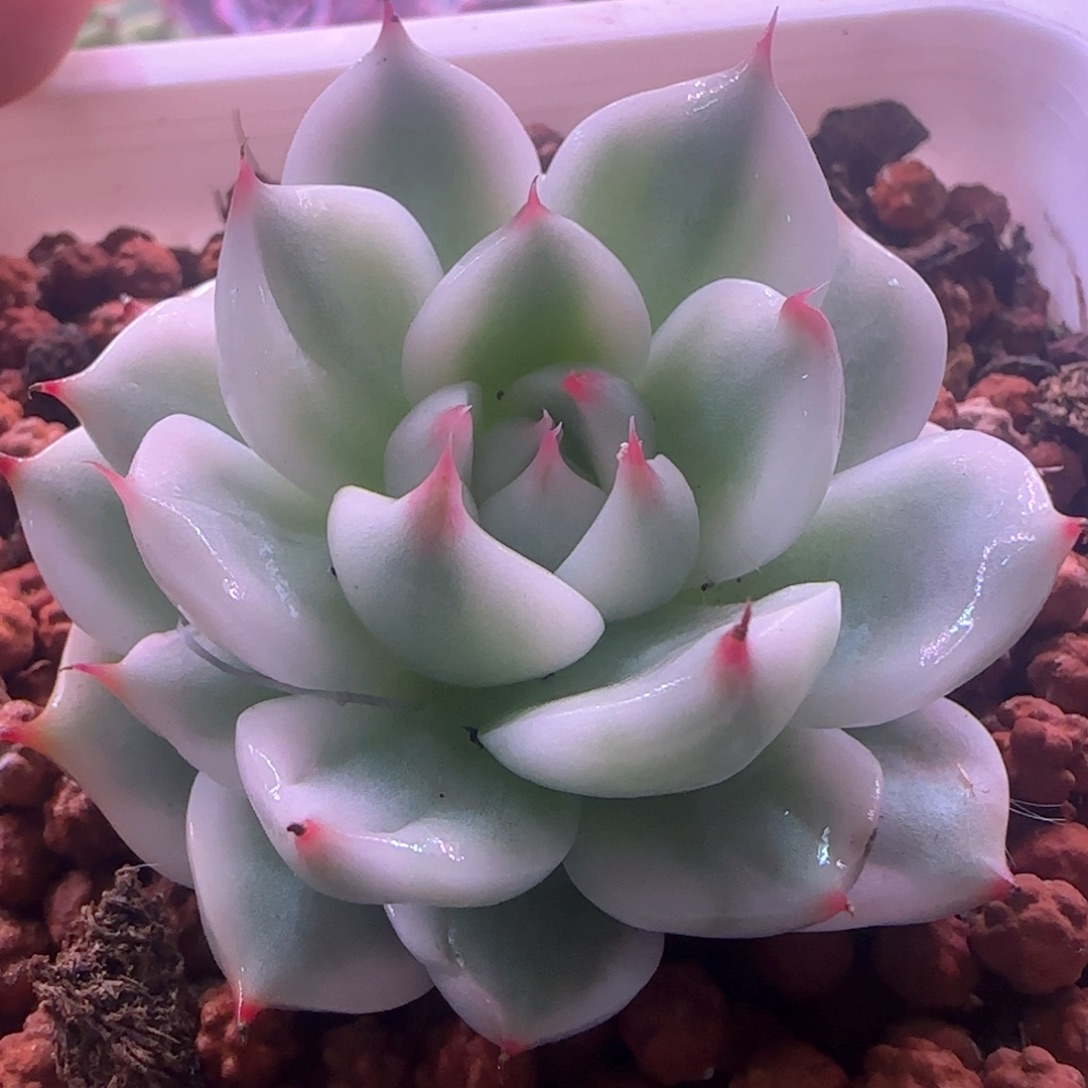 吉娃娃锦 多肉植物