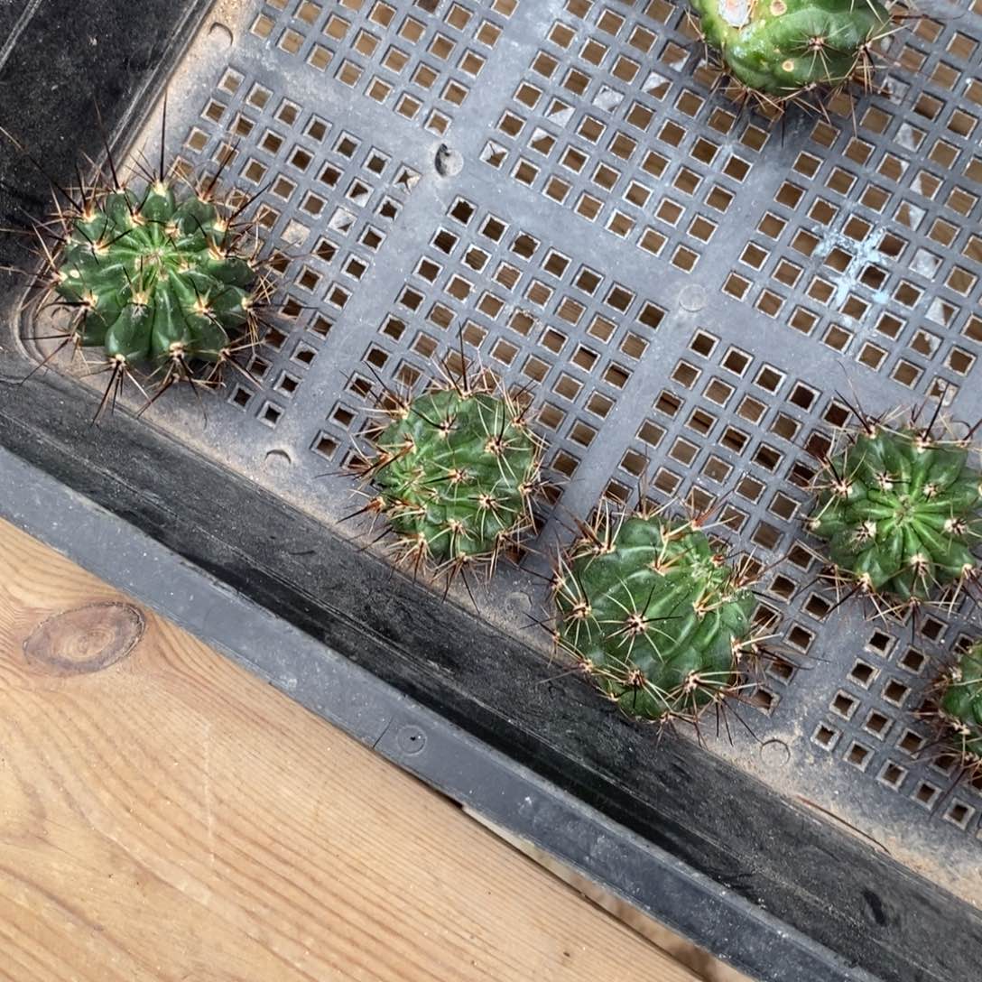 【闪购商品】白花绿喉
