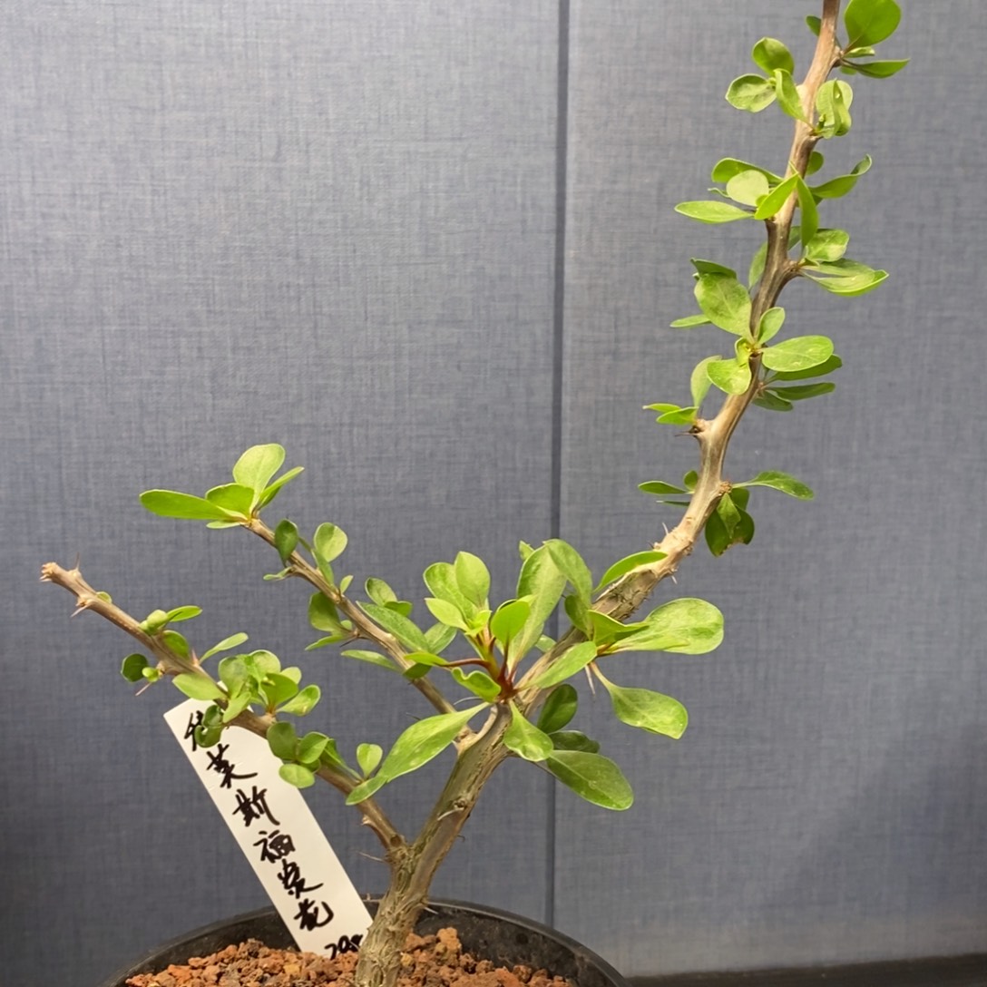 科莫斯福贵花带盆发货