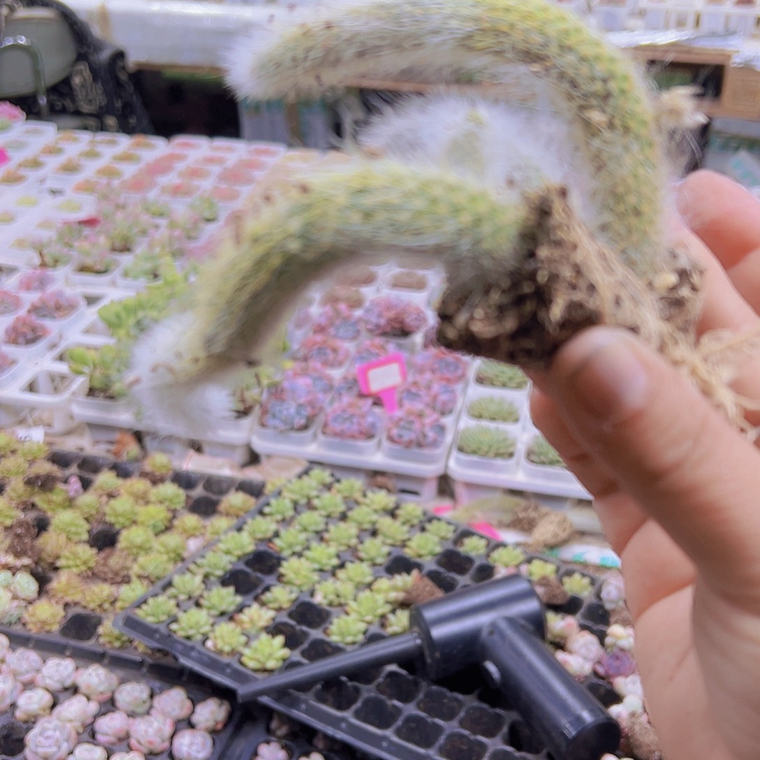 九尾7根19包邮多肉植物
