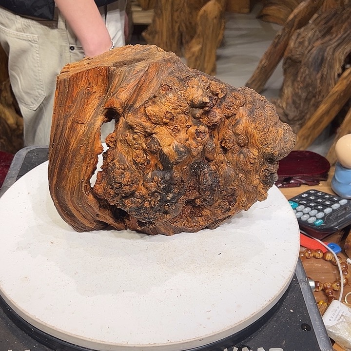 松木（琥珀木）單*漢