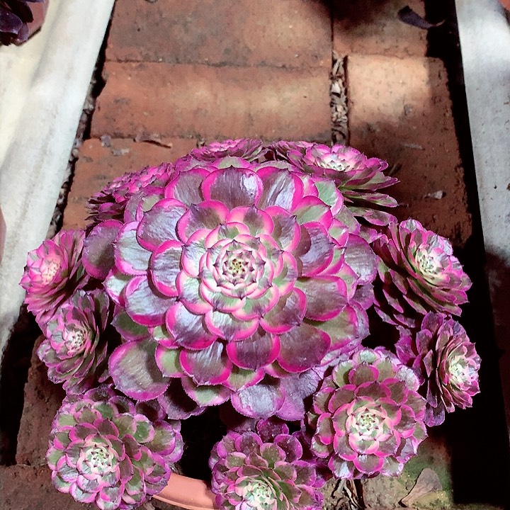 霁月捧花，多肉植物