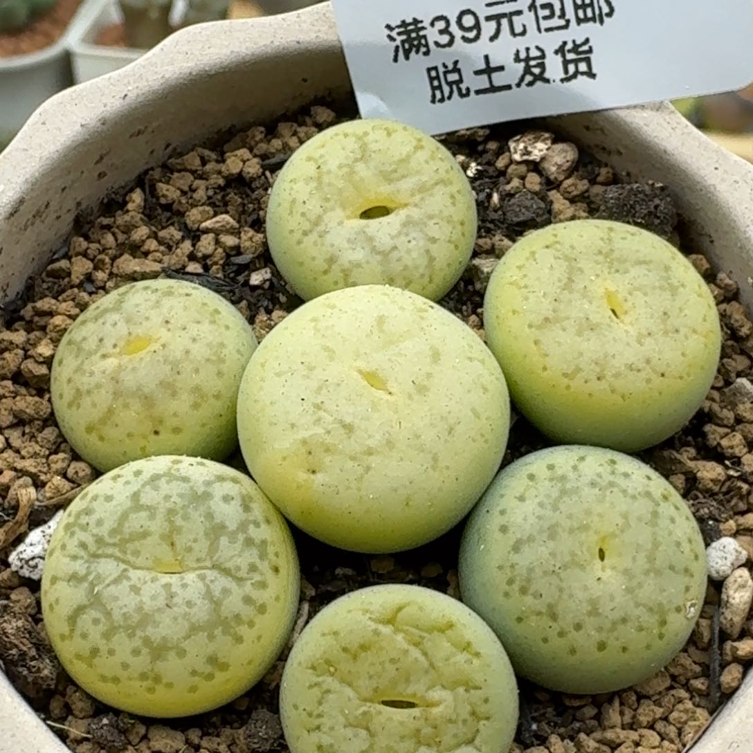 159多肉哈哈哈哈哈哈