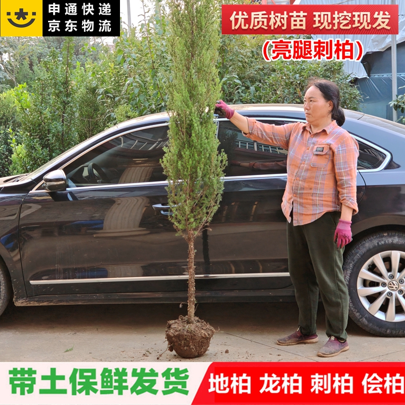 刺柏树苗塔柏扁柏嫁接侧柏树苗圆柏松树宝塔松龙柏苗绿化四季种植