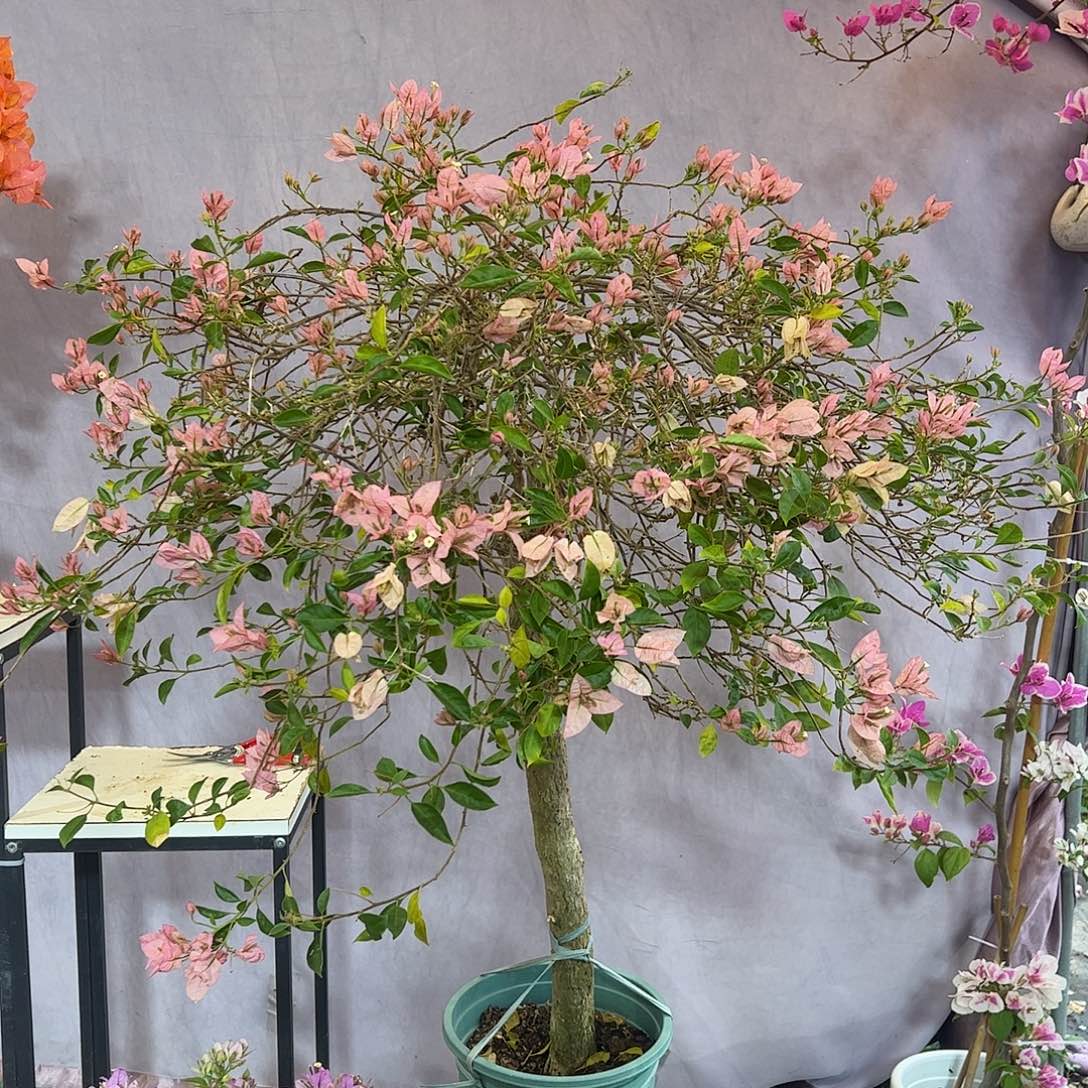 大量花朵（建议范围：8朵-15朵 或40%以上）婆罗洲樱花