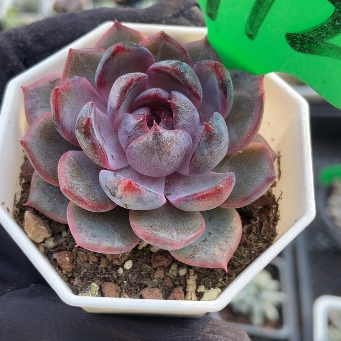 972蓝莓多肉植物多肉