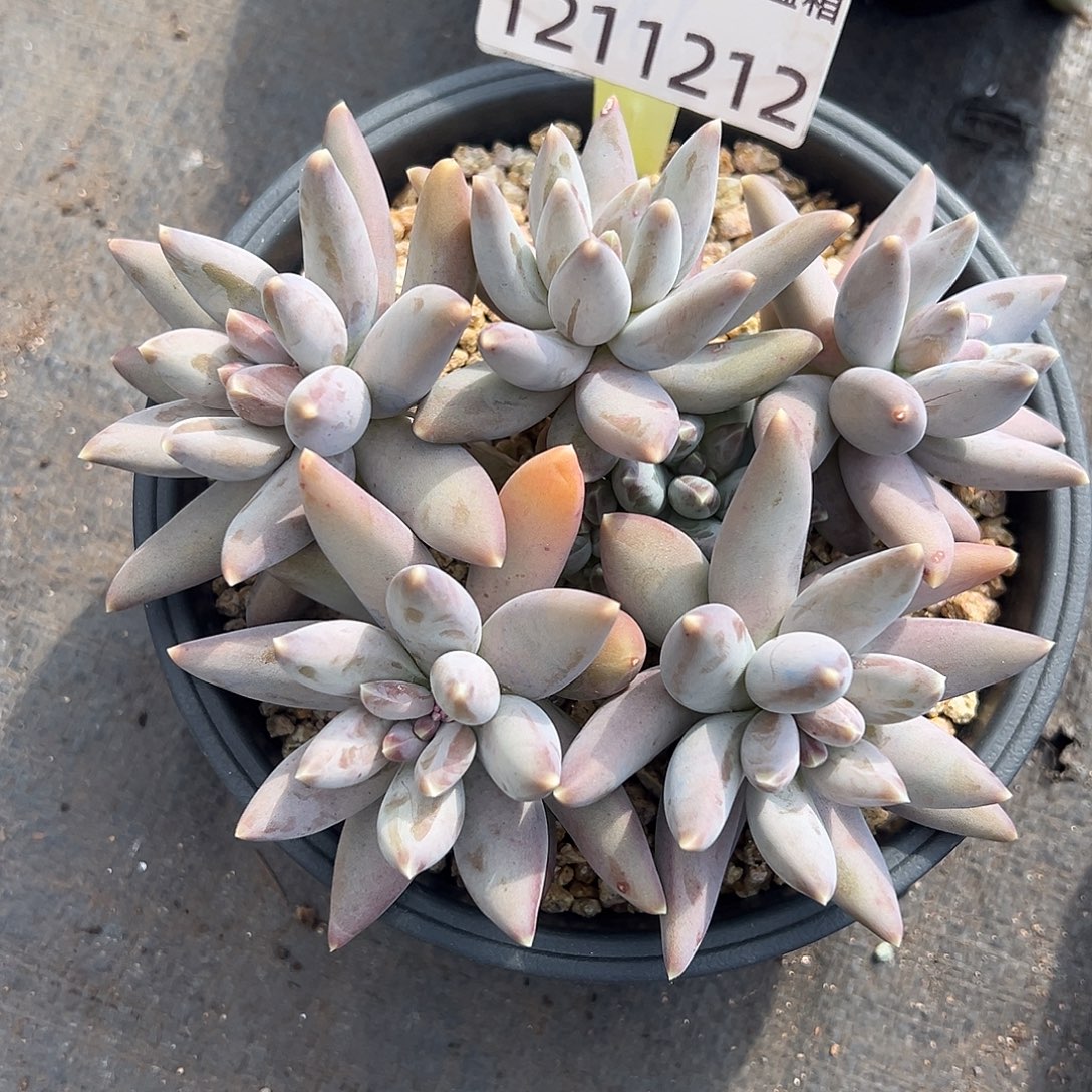 1211212 松果美人群生胖体无砍