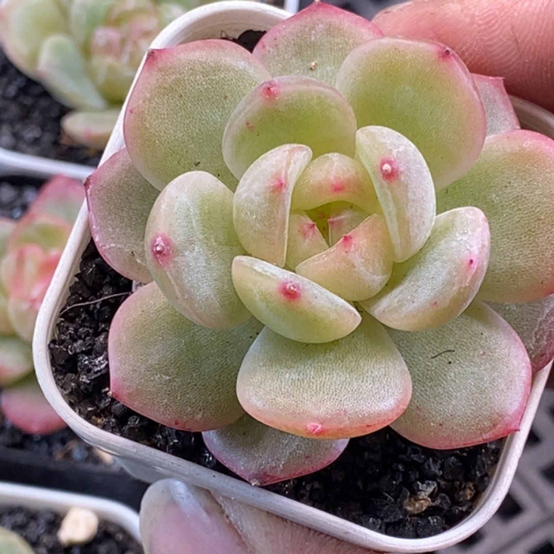 天官赐福百无禁忌