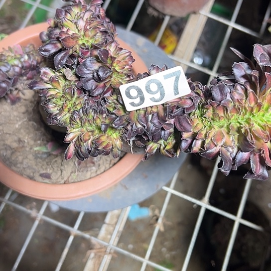 用***9一颗多肉法师植物 997