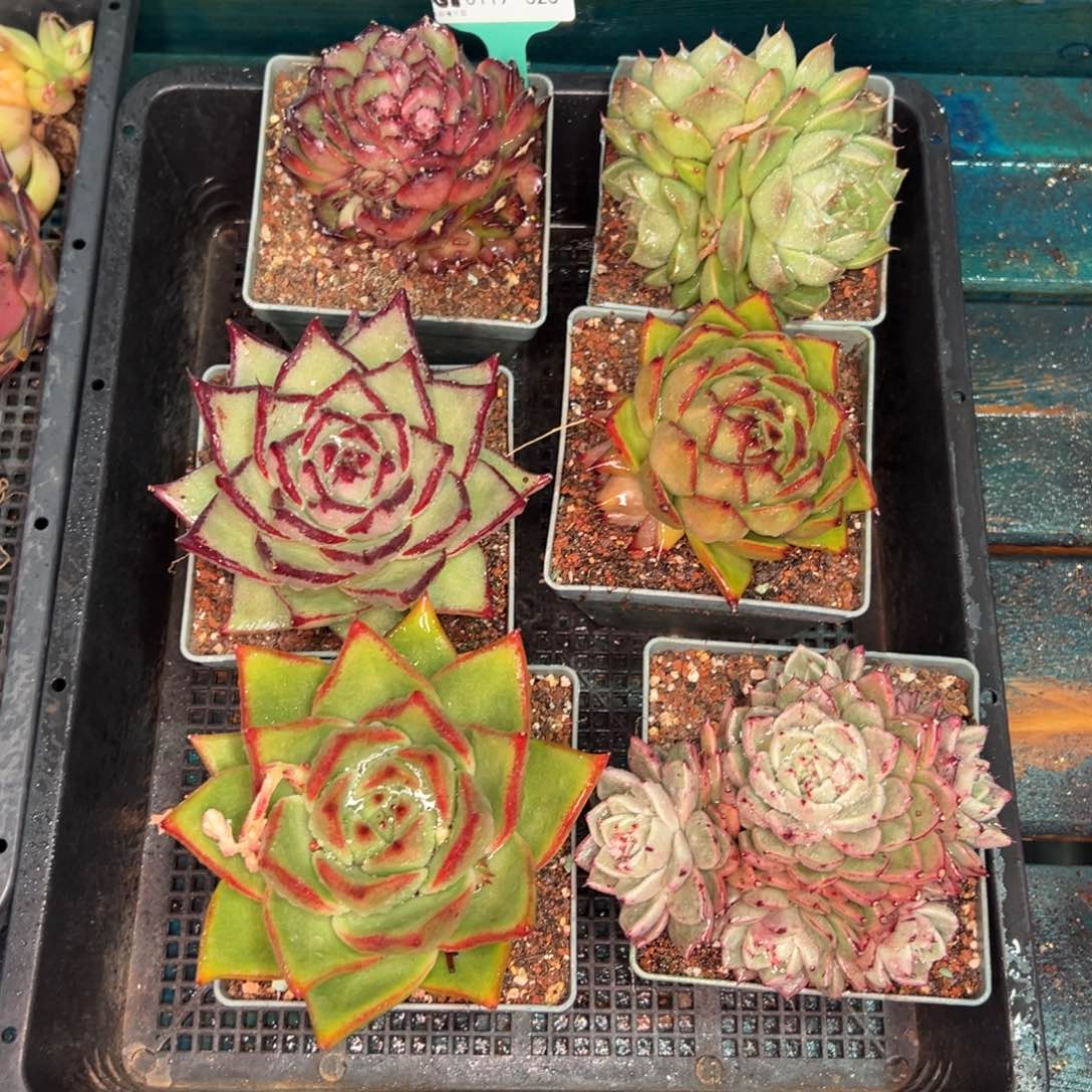 从前慢多肉精选编号0119.323