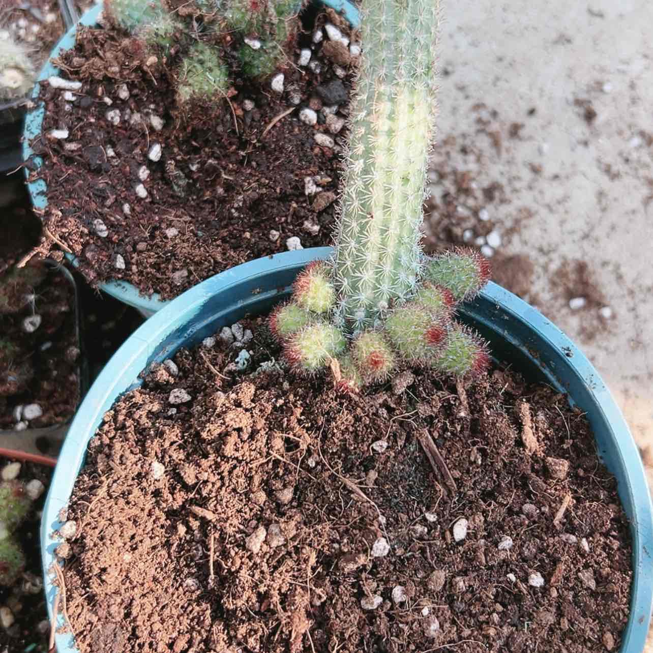 【闪购商品】多仔金妞偏远不拍微瑕