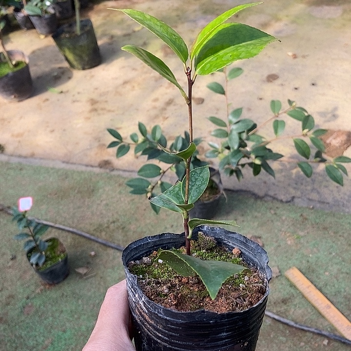 完全开放乌仙随单没有花包