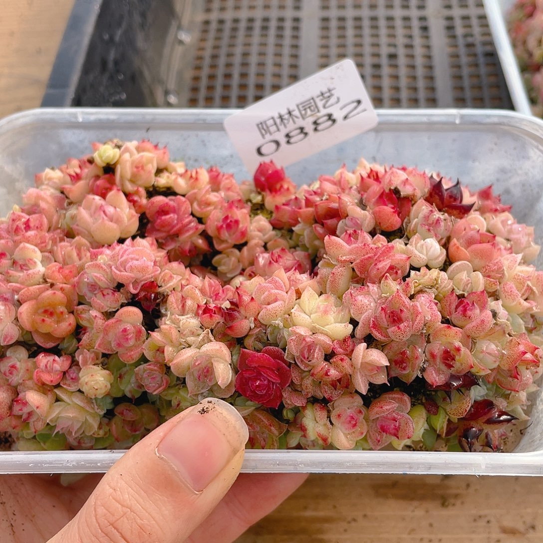 多肉植物多肉植物882