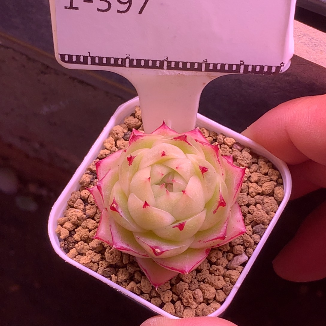 边线编号麦秆精品多肉58包邮