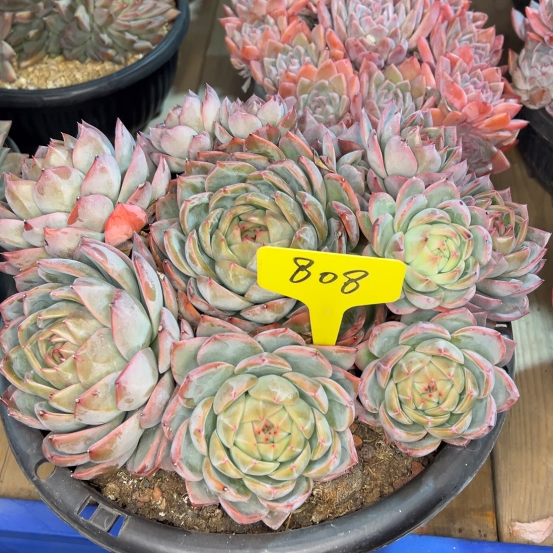彼***花808////////////////////