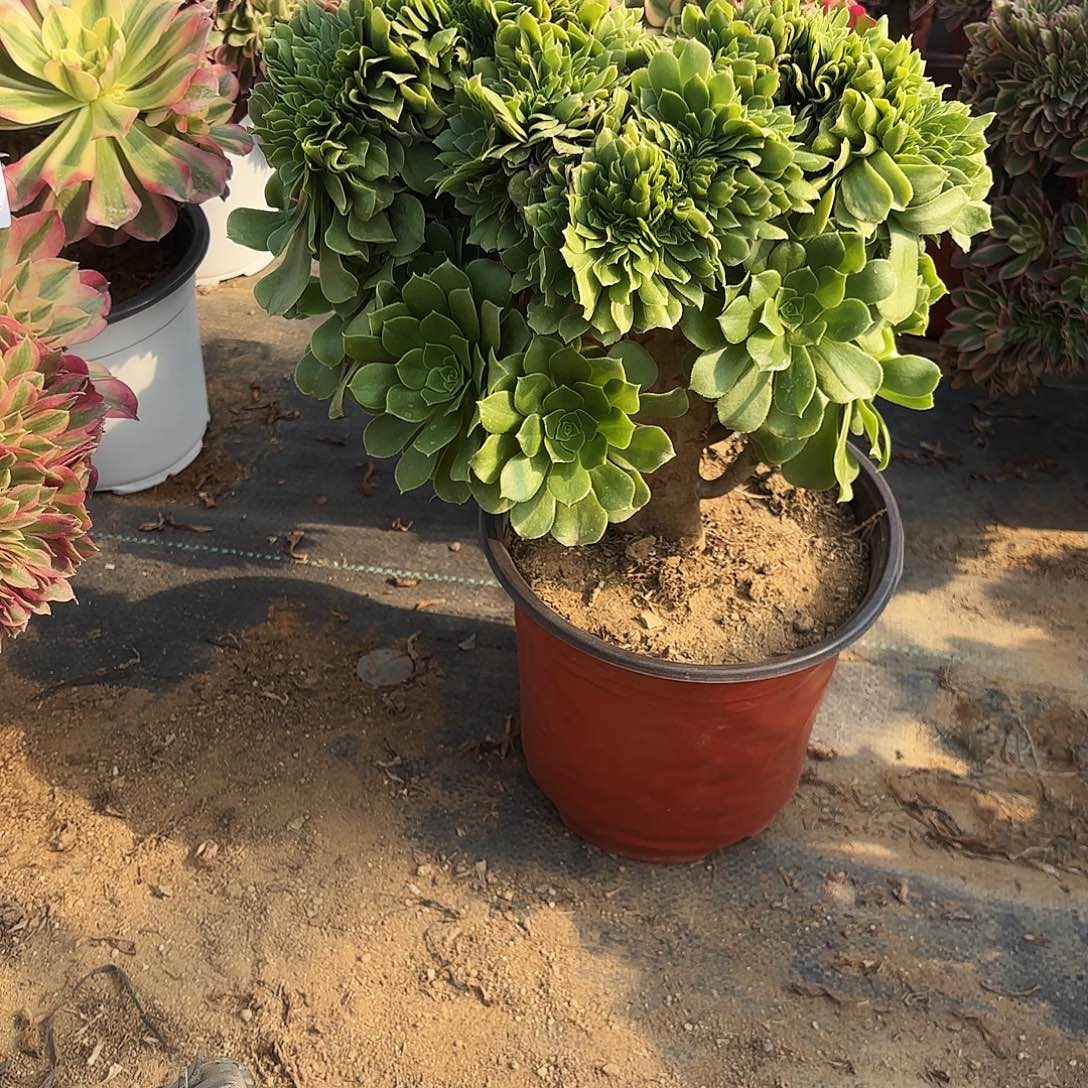 922绿杨蓉缀多肉植物