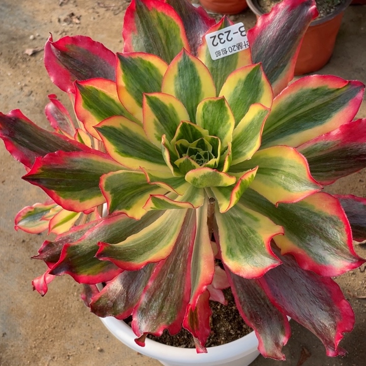 232魅影多肉1234578多肉