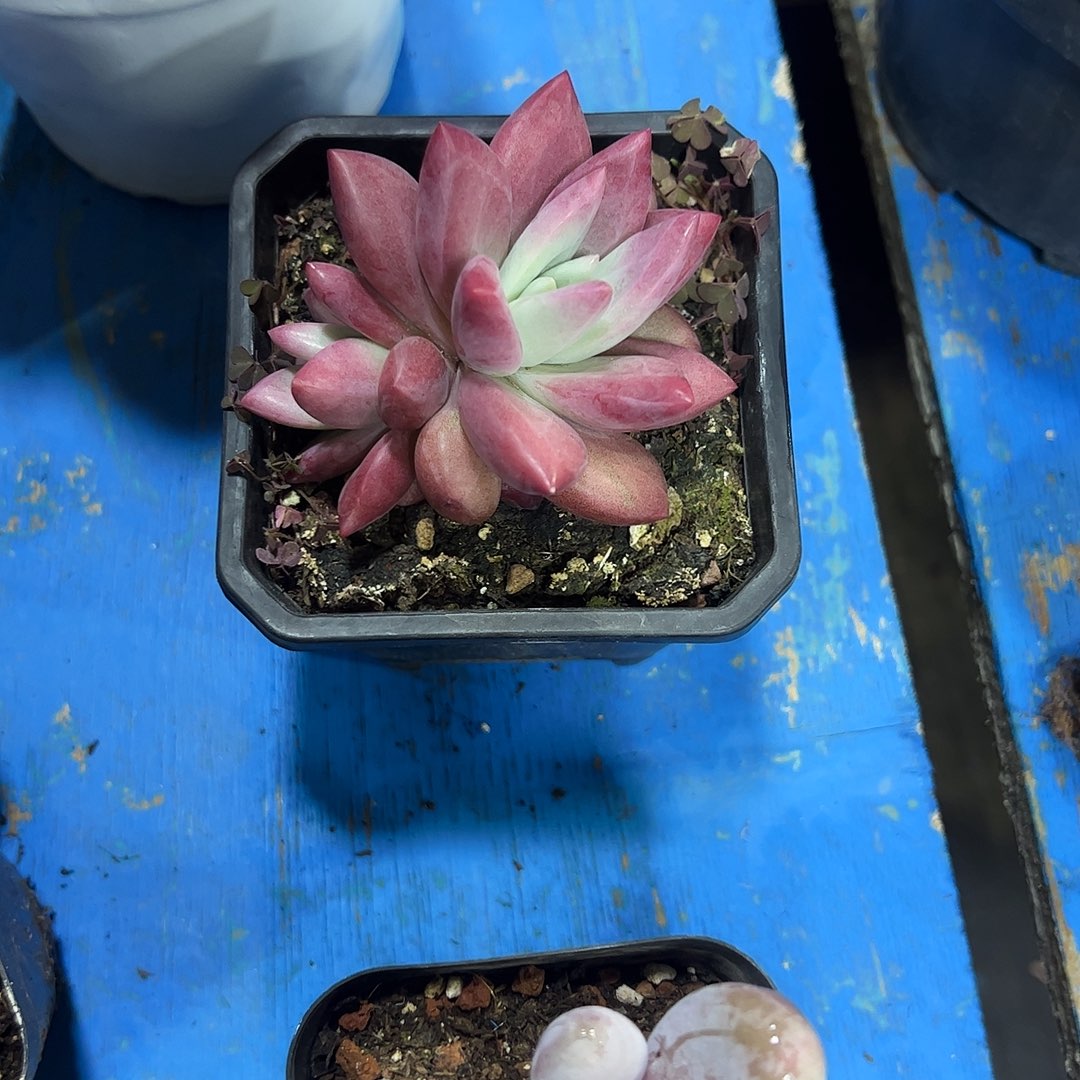 用***）赫菲斯托多肉植物