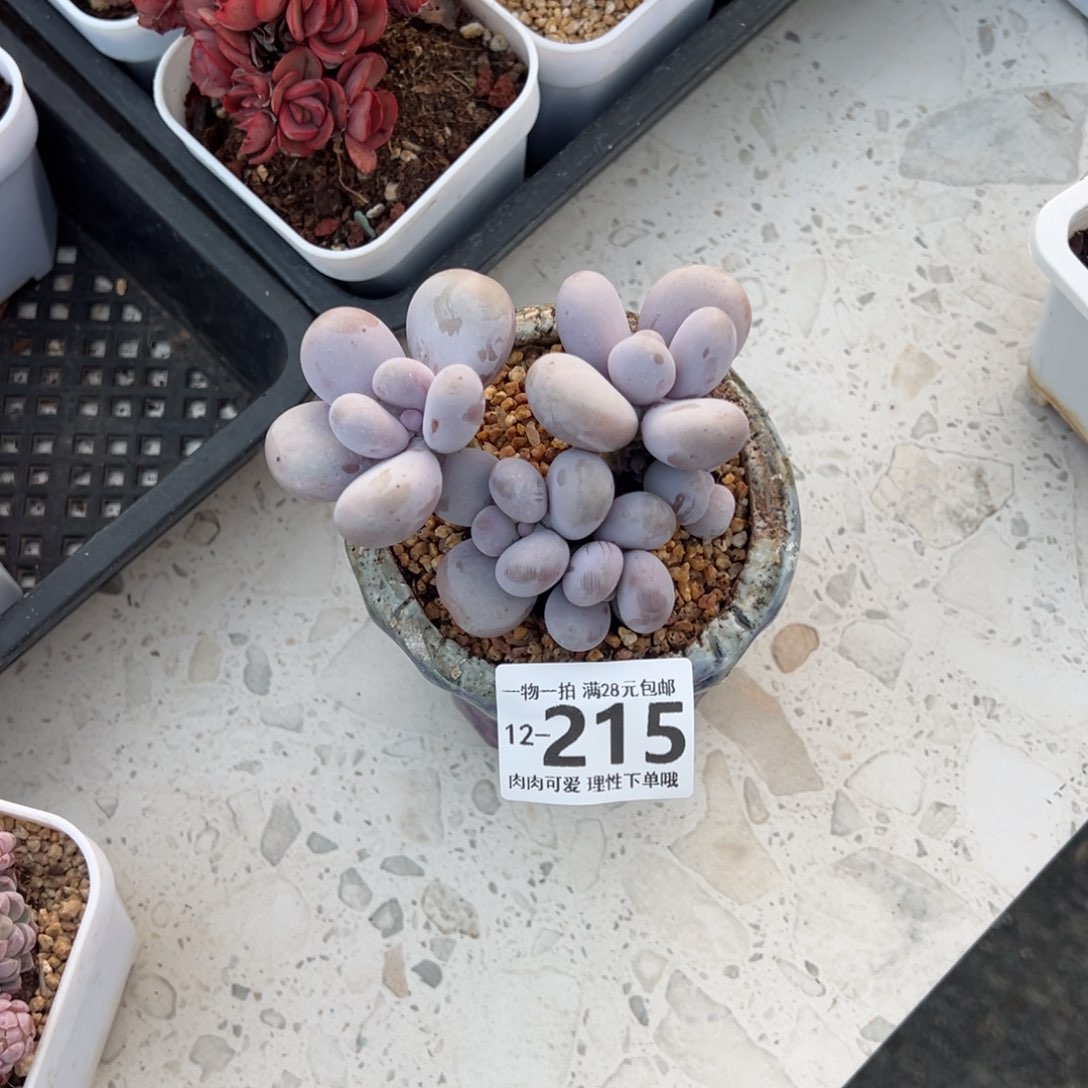 奶酪多肉多肉多肉多肉老桩