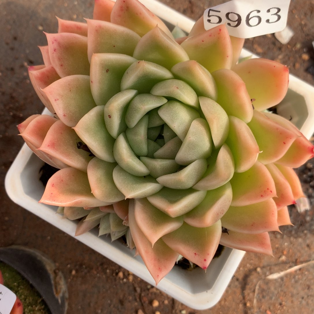 5963杂交多肉老桩