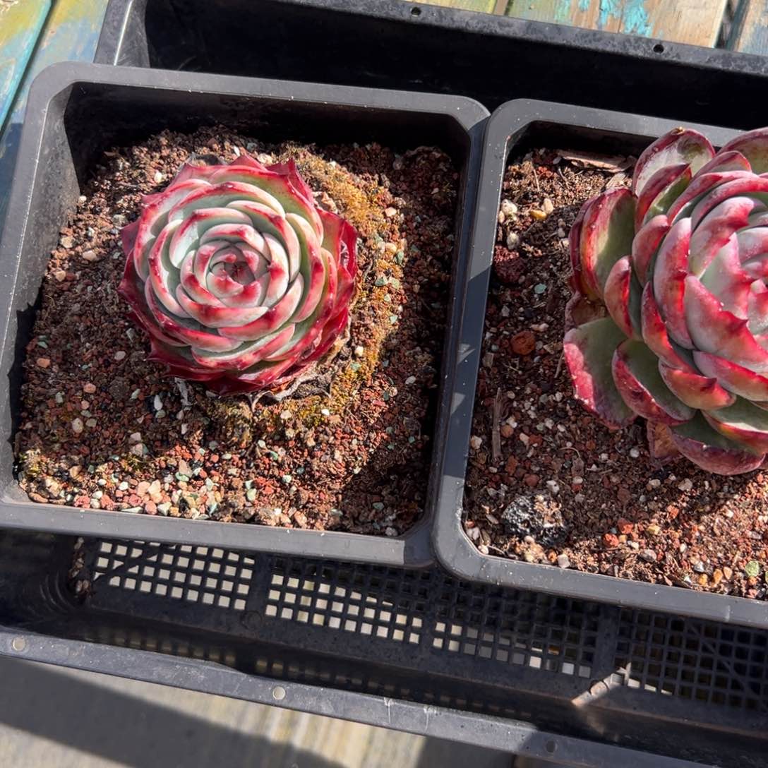 多肉编号0124-124