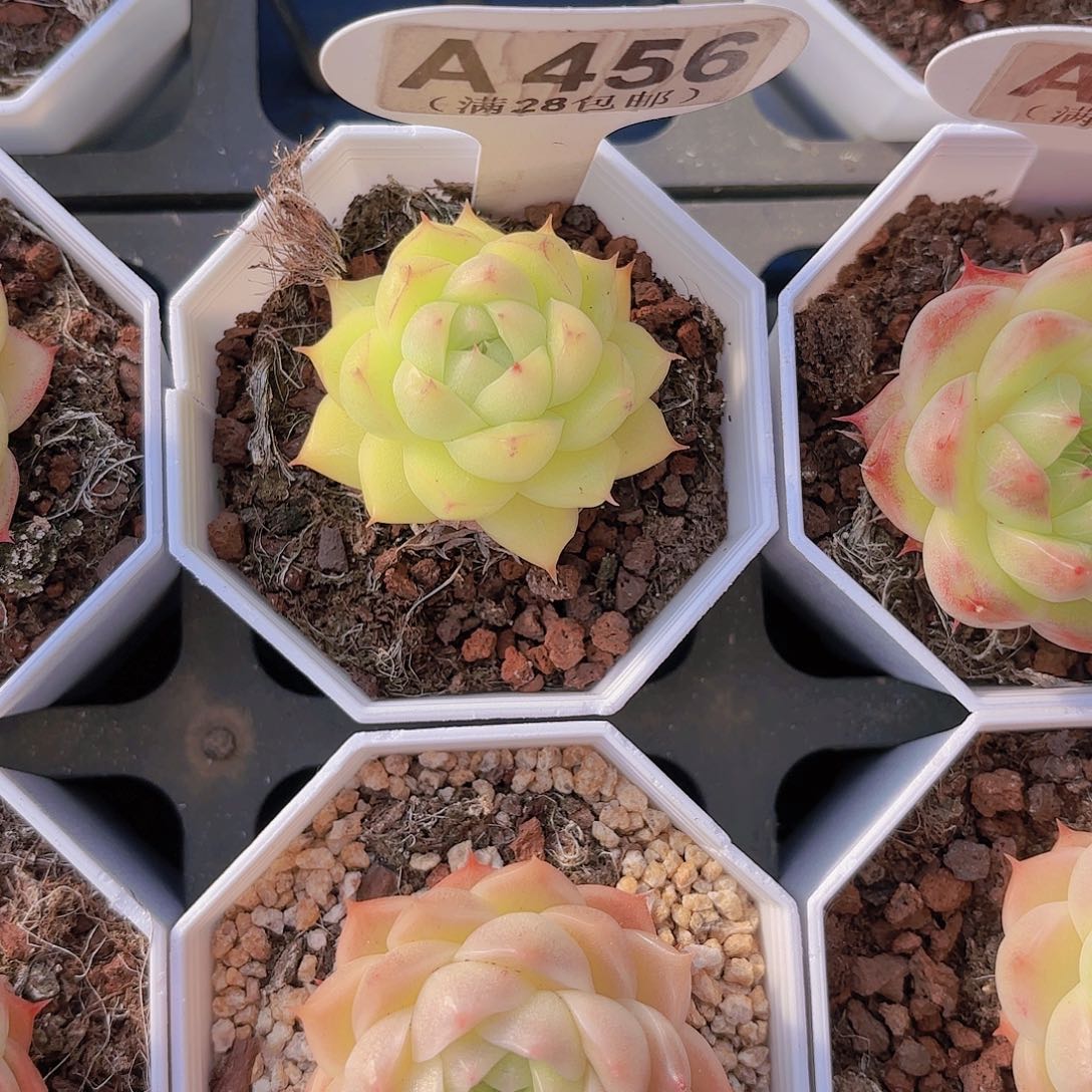 A456麦秆一物一拍