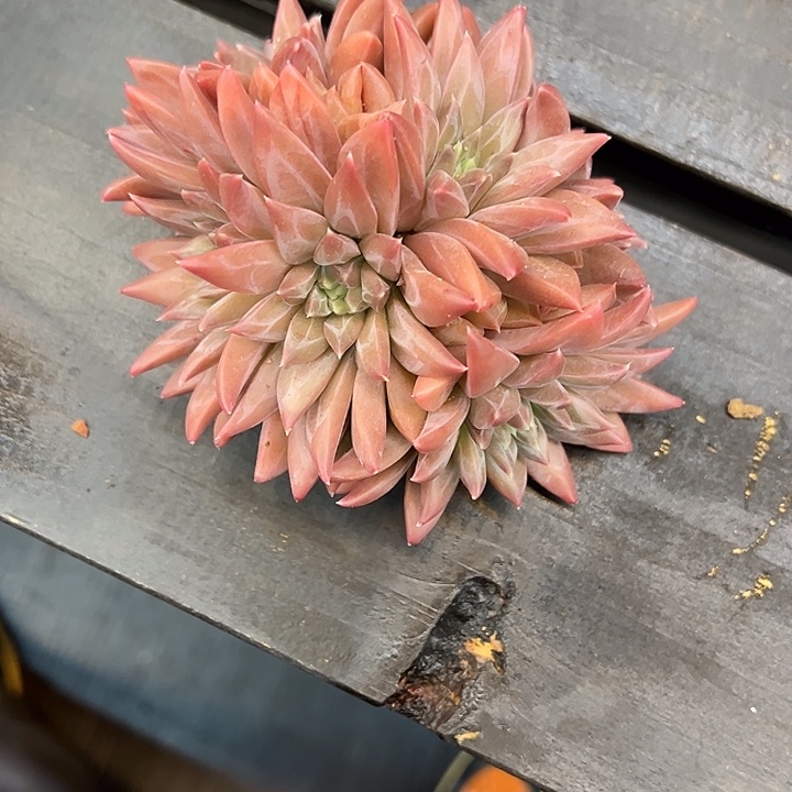 幻影美人一颗肉肉